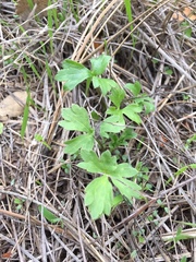 Ranunculus canus canus