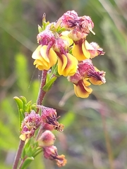 Hermannia joubertiana