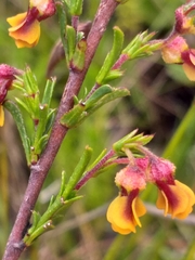 Hermannia joubertiana