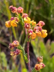 Hermannia joubertiana