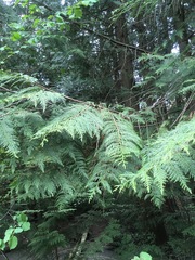 Chamaecyparis lawsoniana