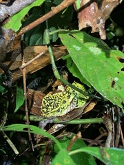 Enyalioides