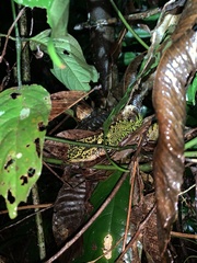 Enyalioides