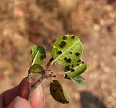 Puccinia digitata