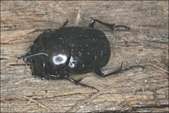 Onthophagus pronus