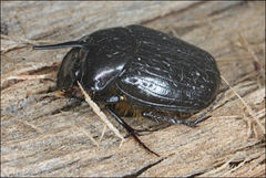 Onthophagus pronus