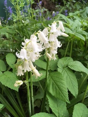 Hyacinthoides non-scripta