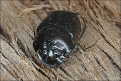 Onthophagus pronus
