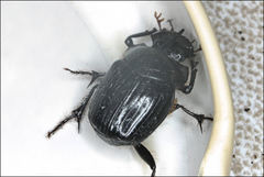 Onthophagus pronus