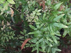 Lygodium microphyllum