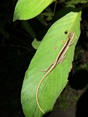 Anolis fuscoauratus