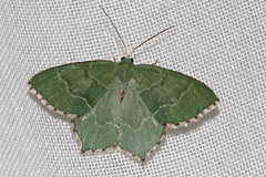 Hemithea aestivaria