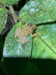 Pristimantis prolatus