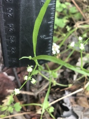 Limnosciadium pumilum