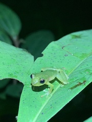 Pristimantis petersioides