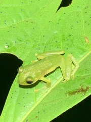 Pristimantis petersioides