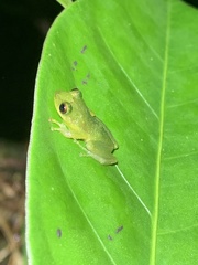 Pristimantis petersioides