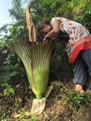 Amorphophallus titanum