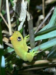 Boana cinerascens