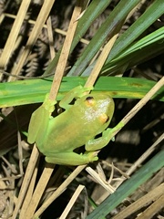 Boana cinerascens