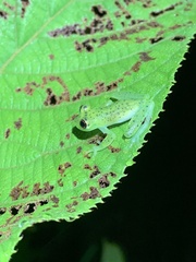 Chimerella mariaelenae