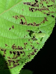 Chimerella mariaelenae