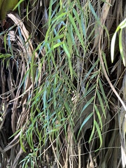 Dendrobium cunninghamii