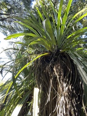 Dendrobium cunninghamii