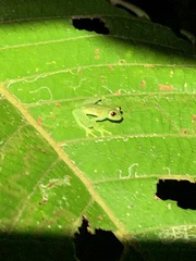 Chimerella mariaelenae