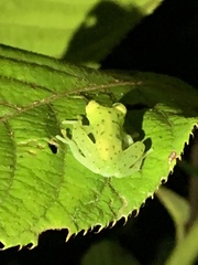 Chimerella mariaelenae