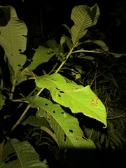 Chimerella mariaelenae