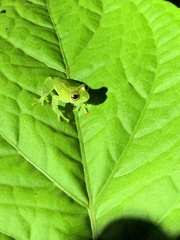 Chimerella mariaelenae