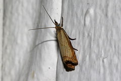 Chrysoteuchia culmella