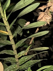 Pristimantis diadematus