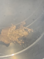 Pristimantis diadematus