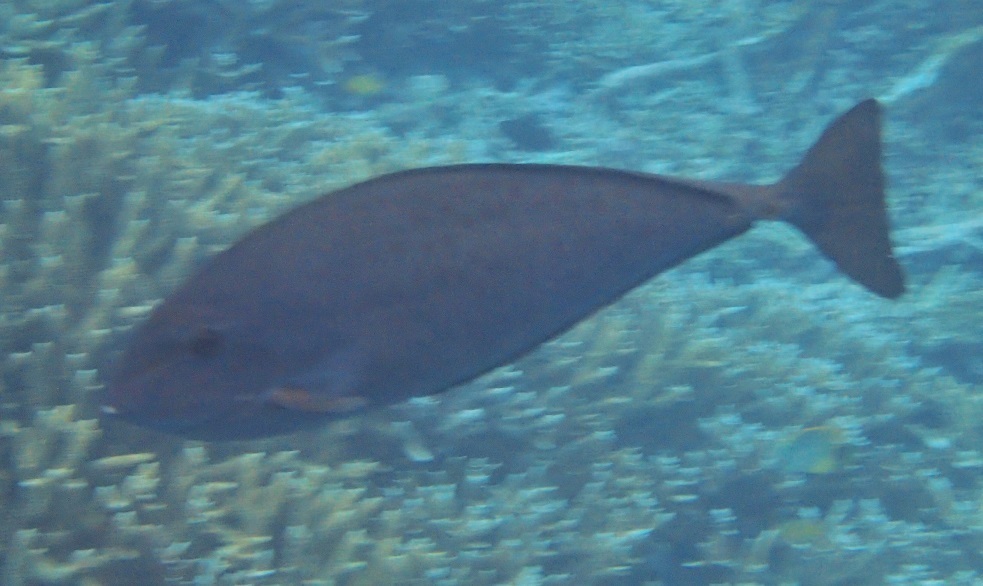 Gray Unicornfish