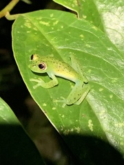 Chimerella mariaelenae