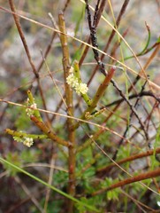 Leptomeria glomerata