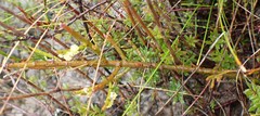 Leptomeria glomerata