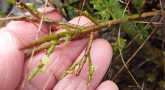 Leptomeria glomerata