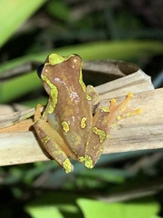 Dendropsophus sarayacuensis