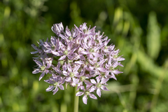 Allium nigrum