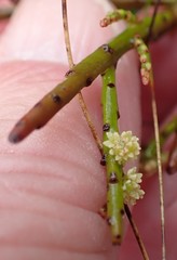 Leptomeria glomerata