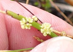 Leptomeria glomerata