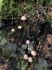 Entoloma formosum