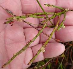 Leptomeria glomerata