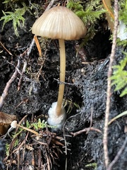 Entoloma formosum