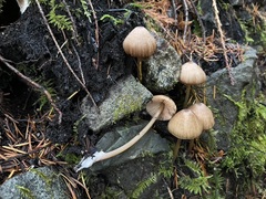 Entoloma formosum