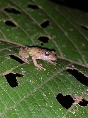 Pristimantis diadematus