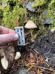 Entoloma formosum